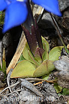 C253190: Schleichers Enzian (Gentiana schleicheri)