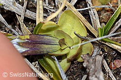 C253191: Schleichers Enzian (Gentiana schleicheri)