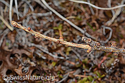 C253280: Europäische Lärche (Larix decidua)