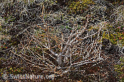 C253285: Europäische Lärche (Larix decidua)