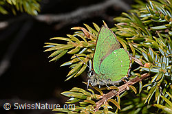 C253337: Brombeer-Zipfelfalter (Callophrys rubi) auf Alpen-Wacholder (Juniperus communis ssp. saxatilis)