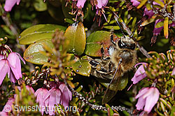 Honigbiene (Apis mellifera) auf Erika (Erica carnea) (C253476) Honigbiene (Apis mellifera) auf Erika (Erica carnea) (C253476)