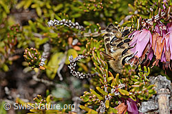 Honigbiene (Apis mellifera) auf Erika (Erica carnea) (C253477) Honigbiene (Apis mellifera) auf Erika (Erica carnea) (C253477)