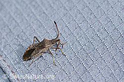 Coriomeris denticulatus (Randwanze) (C253567)