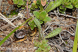 Rotbeinige Furchenbiene (Halictus rubicundus) (C253601) Rotbeinige Furchenbiene (Halictus rubicundus) (C253601)