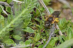 Rotbeinige Furchenbiene (Halictus rubicundus) (C253603) Rotbeinige Furchenbiene (Halictus rubicundus) (C253603)