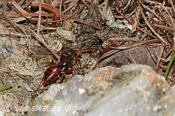 Ähnliche Wespenbiene (Nomada similis) (C253689) Ähnliche Wespenbiene (Nomada similis) (C253689)