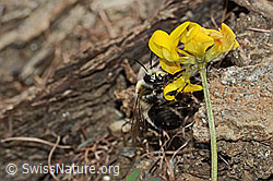 Foto: Gebänderte Pelzbiene (Anthophora aestivalis) an Schopfigem Hufeisenklee (Hippocrepis comosa)