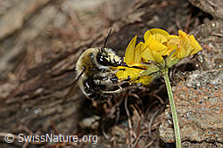 Foto: Gebänderte Pelzbiene (Anthophora aestivalis) an Schopfigem Hufeisenklee (Hippocrepis comosa)