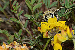 Foto: Gebänderte Pelzbiene (Anthophora aestivalis) an Schopfiger Hufeisenklee (Hippocrepis comosa)