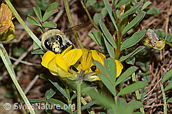 Foto: Gebänderte Pelzbiene (Anthophora aestivalis) an Schopfiger Hufeisenklee (Hippocrepis comosa)