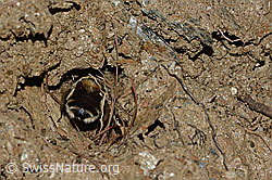 C253715: Gebänderte Pelzbiene (Anthophora aestivalis)