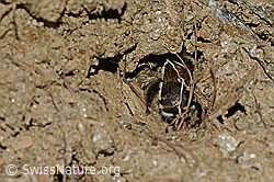 C253716: Gebänderte Pelzbiene (Anthophora aestivalis)