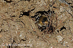 C253718: Gebänderte Pelzbiene (Anthophora aestivalis)