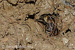 C253719: Gebänderte Pelzbiene (Anthophora aestivalis)