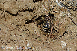 C253722: Gebänderte Pelzbiene (Anthophora aestivalis)