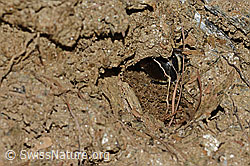 C253734: Gebänderte Pelzbiene (Anthophora aestivalis)