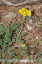 C253737: Schopfiger Hufeisenklee (Hippocrepis comosa)