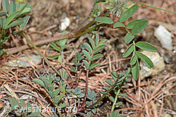 C253739: Schopfiger Hufeisenklee (Hippocrepis comosa)