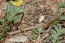 C253740: Schopfiger Hufeisenklee (Hippocrepis comosa)