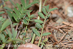 C253741: Schopfiger Hufeisenklee (Hippocrepis comosa)