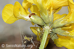 Foto: Temnothorax albipennis (Knotenameise) auf Schopfigem Hufeisenklee (Hippocrepis comosa)