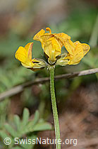C253746: Schopfiger Hufeisenklee (Hippocrepis comosa)