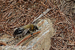 C253757: Gebänderte Pelzbiene (Anthophora aestivalis)