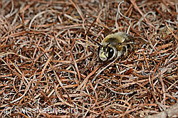 C253776: Gebänderte Pelzbiene (Anthophora aestivalis)