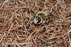 C253777: Gebänderte Pelzbiene (Anthophora aestivalis)