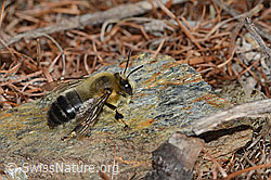 C253778: Gebänderte Pelzbiene (Anthophora aestivalis)