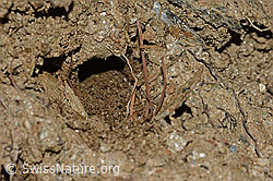 C253780: Gebänderte Pelzbiene (Anthophora aestivalis)