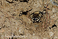 C253781: Gebänderte Pelzbiene (Anthophora aestivalis)