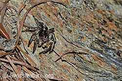 V-Fleck-Springspinne (Aelurillus v-insignitus) (C253789) V-Fleck-Springspinne (Aelurillus v-insignitus) (C253789)