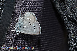 Foto: Zwerg-Bläuling (Cupido minimus)