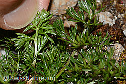 C263081: Zwerg-Mutterwurz (Ligusticum mutellinoides)