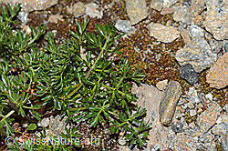 C263082: Zwerg-Mutterwurz (Ligusticum mutellinoides)