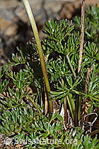 C263083: Zwerg-Mutterwurz (Ligusticum mutellinoides)