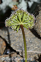 C263085: Zwerg-Mutterwurz (Ligusticum mutellinoides)