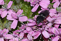 Foto: Melanotus castanipes (Schnellkäfer) auf Kalk-Polsternelke (Silene acaulis)
