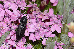 Foto: Melanotus castanipes (Schnellkäfer) auf Kalk-Polsternelke (Silene acaulis)