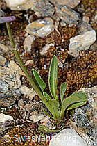 Langsporniges Stiefmütterchen (Viola calcarata) (C263138)