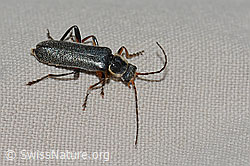 C263183: Cantharis pagana (Weichkäfer)
