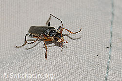 C263185: Cantharis pagana (Weichkäfer)