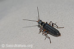 C263186: Cantharis pagana (Weichkäfer)