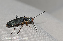 C263188: Cantharis pagana (Weichkäfer)