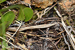 Foto: Odontoscelis fuliginosa (Schildwanze)
