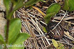 Foto: Odontoscelis fuliginosa (Schildwanze)