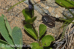 Foto: Odontoscelis fuliginosa (Schildwanze)