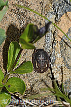 Foto: Odontoscelis fuliginosa (Schildwanze)